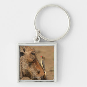 An Oxpecker on a warthogs snout, Isimangaliso, Key Ring