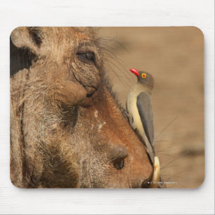 An Oxpecker on a warthogs snout, Isimangaliso, Mouse Pad