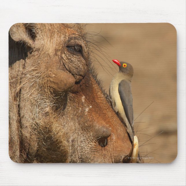An Oxpecker on a warthogs snout, Isimangaliso, Mouse Pad (Front)