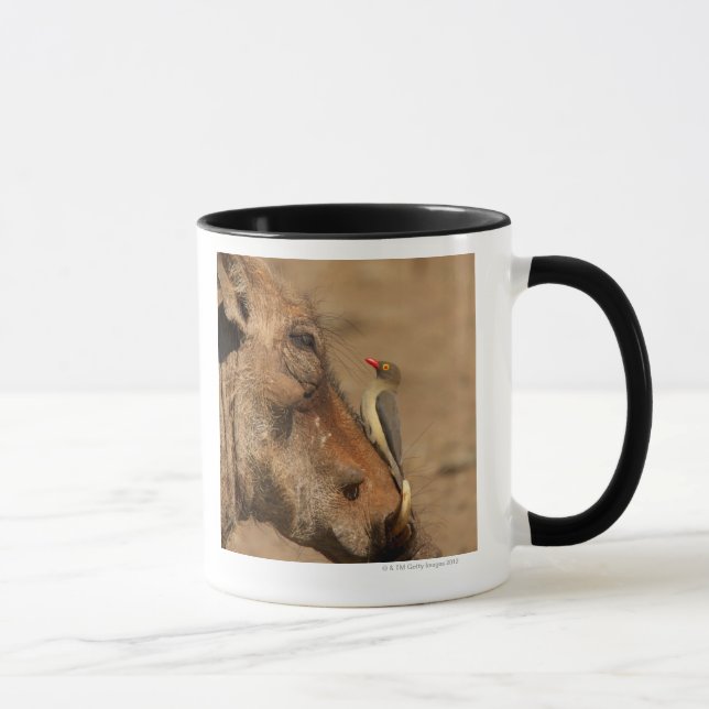 An Oxpecker on a warthogs snout, Isimangaliso, Mug (Right)