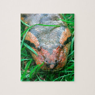 Anaconda snake jigsaw puzzle