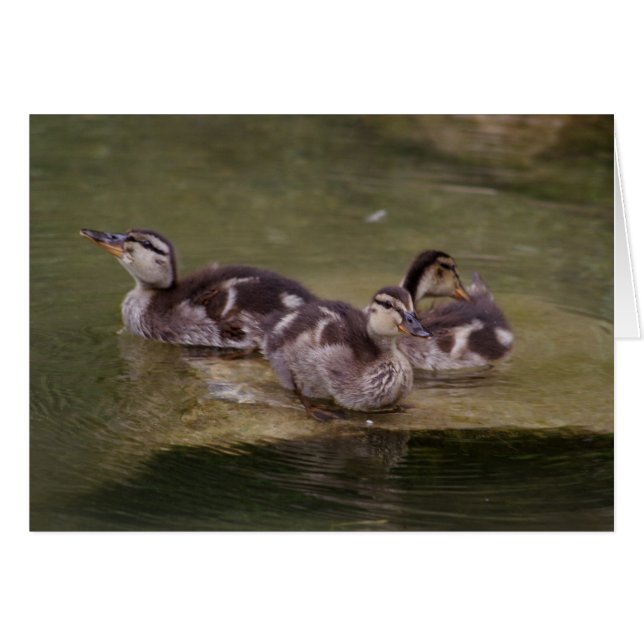 Anas platyrhynchos (Front Horizontal)