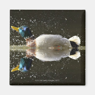 (Anas platyrhyncus),shaking off water after Magnet