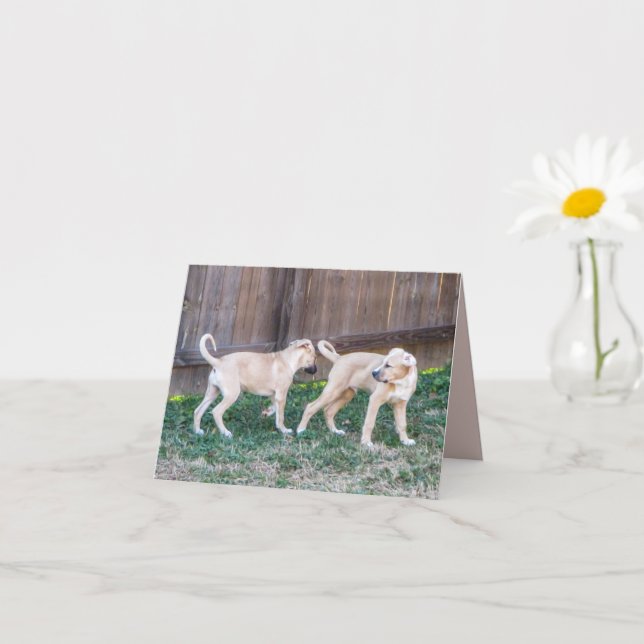 Anatolian Shepard Puppies Folded Greeting Card (Small Plant)