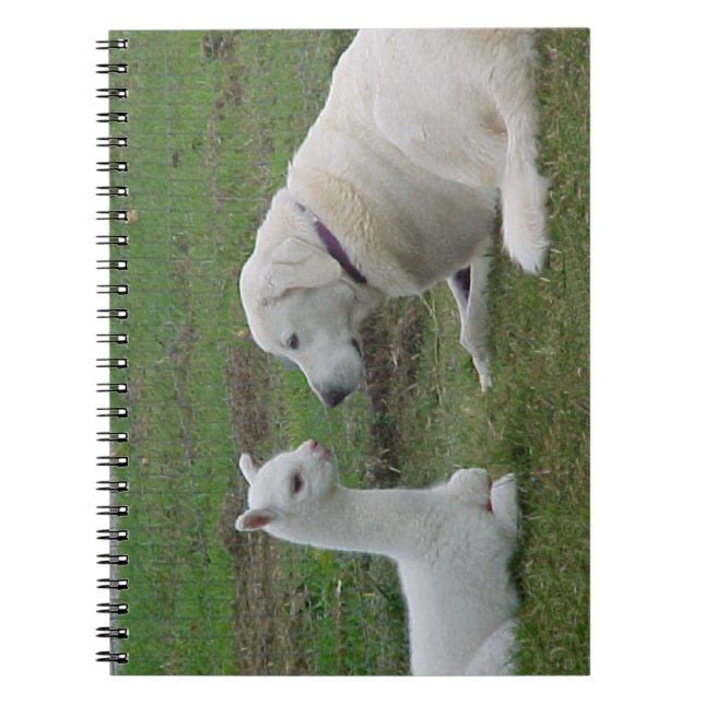 Anatolian Shepherd and Alpaca Cria Notebook (Front)