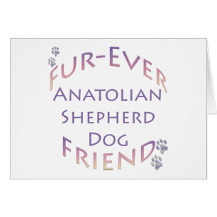 Anatolian Shepherd Dog Furever