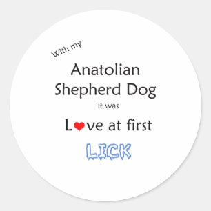 Anatolian Shepherd Dog Lick Design Classic Round Sticker