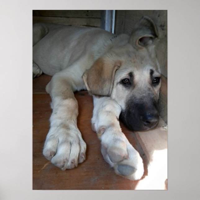 Anatolian Shepherd Dog Poster (Front)