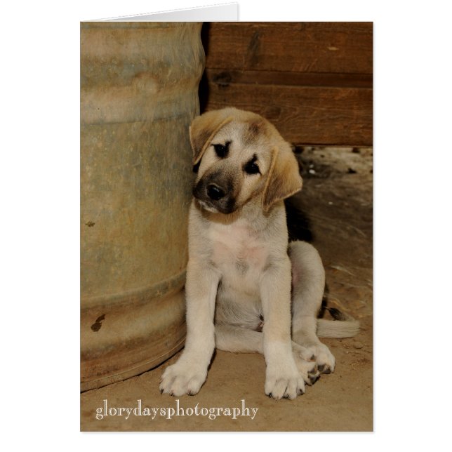 Anatolian Shepherd Puppy (Front)