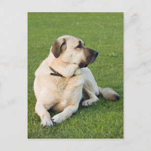 Anatolian Shepherd Relaxing in Grass Postcard