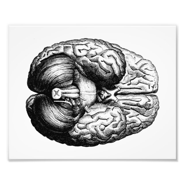 Anatomical Brain Photo Print (Front)