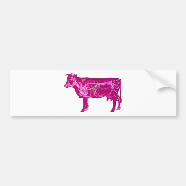 Anatomical Cute Cow Bumper Sticker (Front)