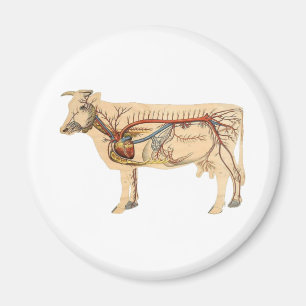 Anatomical Cute Cow Magnet
