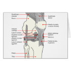 Anatomical Diagram of a Human Right Knee Joint