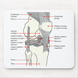 Anatomical Diagram of a Human Right Knee Joint Mouse Pad