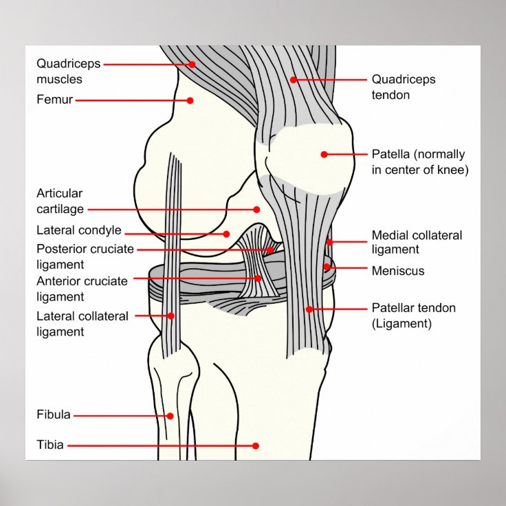 Anatomical Diagram of a Human Right Knee Joint Poster | Zazzle