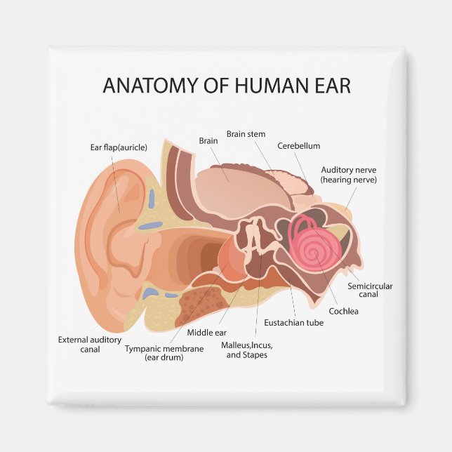 Anatomical diagram of heart  magnet (Front)