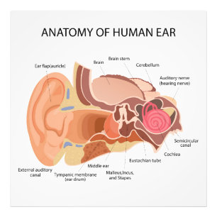 Anatomical diagram of heart  photo print