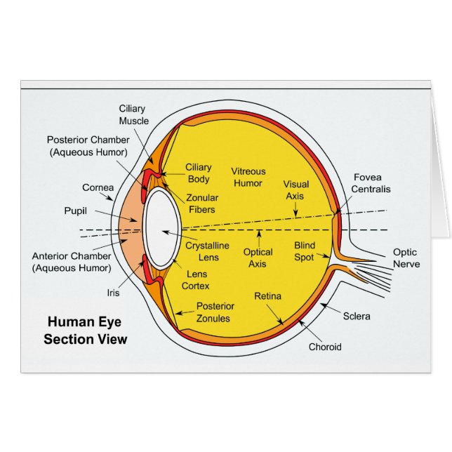 Anatomical Diagram of the Human Eye Ball (Front Horizontal)