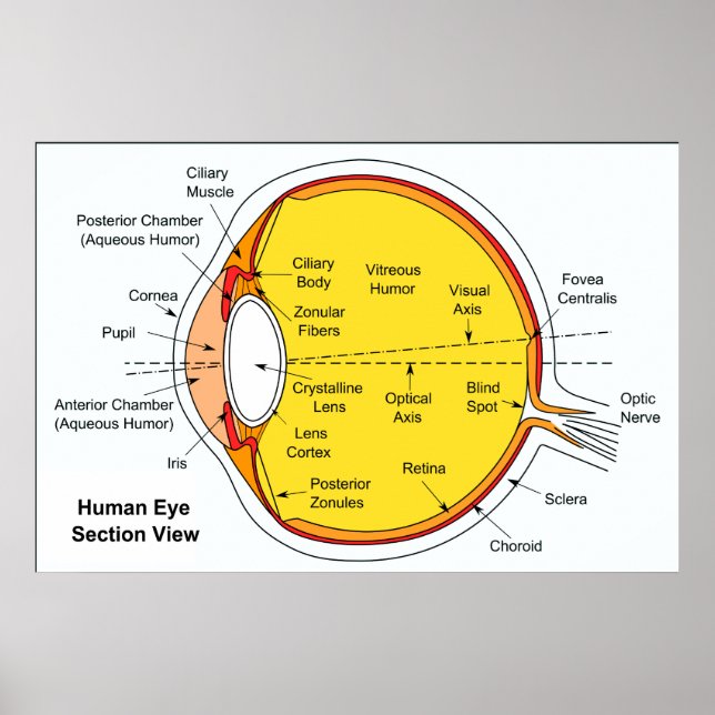 Anatomical Diagram of the Human Eye Ball Poster (Front)