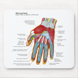 Anatomical Diagram of the Human Hand and Wrist Mouse Pad