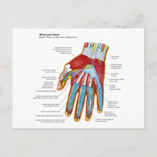 Anatomical Diagram of the Human Hand and Wrist Postcard