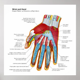 Anatomical Diagram of the Human Hand and Wrist Poster
