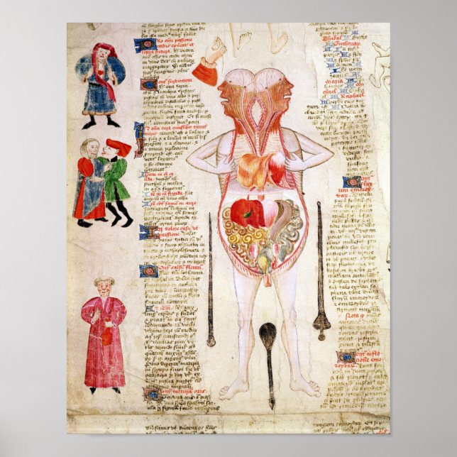 Anatomical diagram poster (Front)