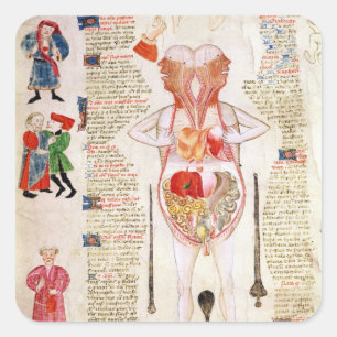 Anatomical diagram square sticker