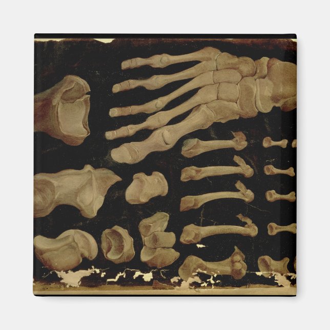 Anatomical drawing of the bones of the foot magnet (Front)