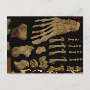 Anatomical drawing of the bones of the foot postcard
