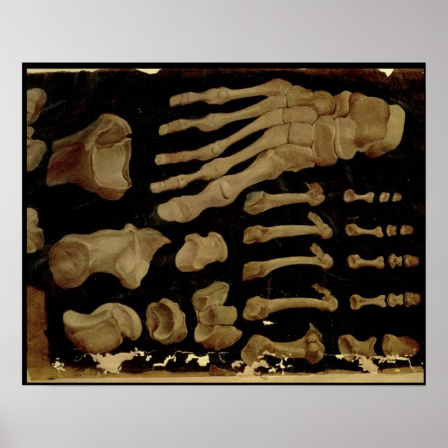 Anatomical drawing of the bones of the foot poster (Front)