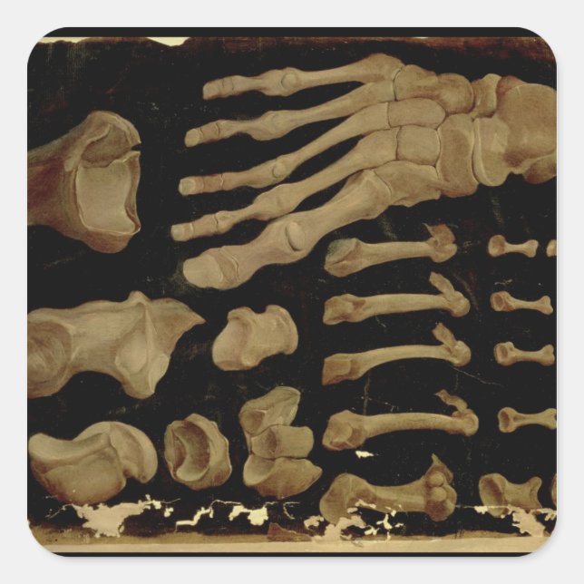 Anatomical drawing of the bones of the foot square sticker (Front)