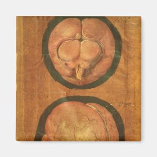 Anatomical drawing of the human brain magnet