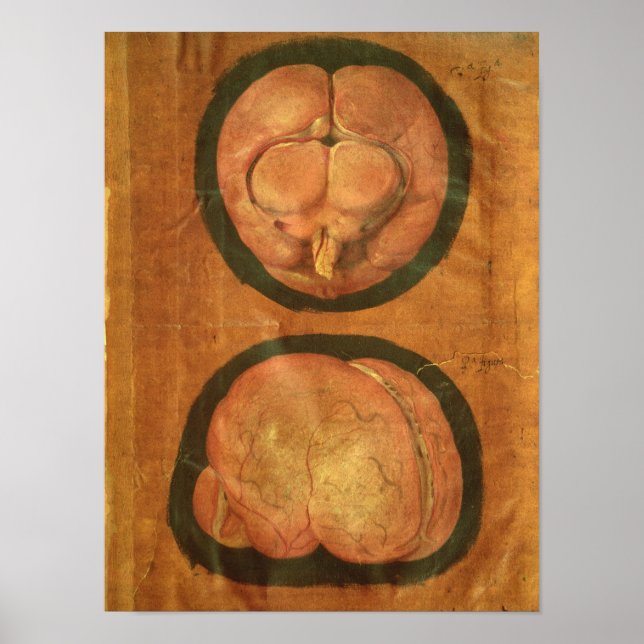 Anatomical drawing of the human brain poster (Front)