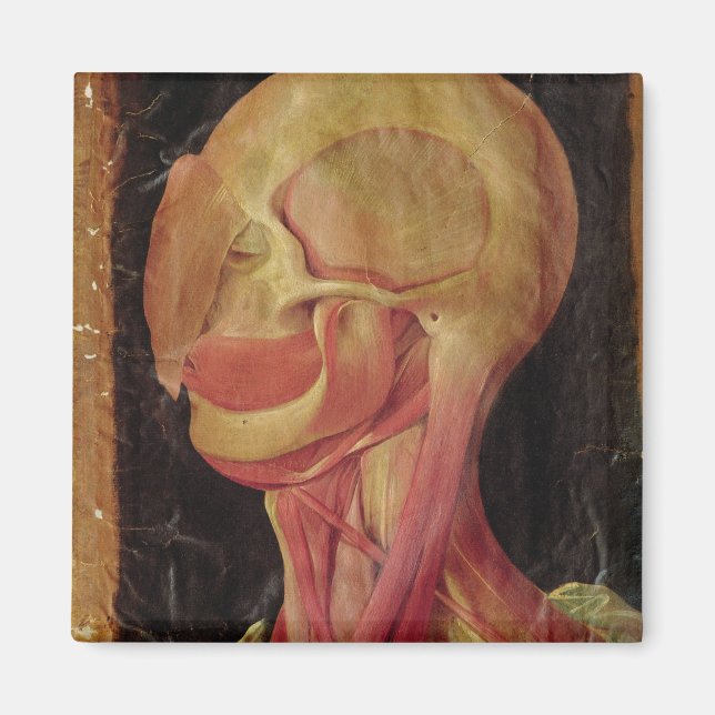 Anatomical drawing of the human head magnet (Front)