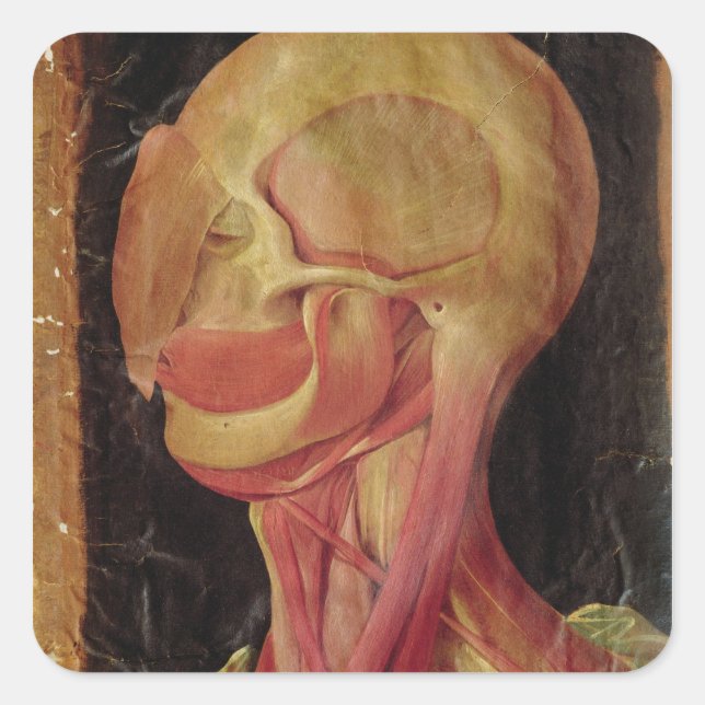 Anatomical drawing of the human head square sticker (Front)