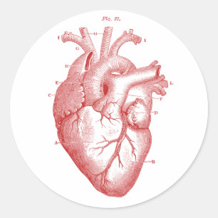 Anatomical Heart Classic Round Sticker