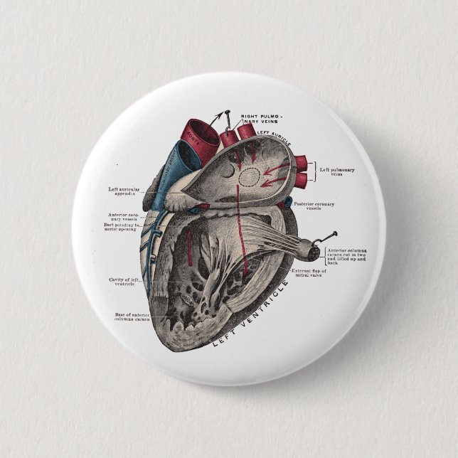 Anatomical Heart Diagram 6 Cm Round Badge (Front)