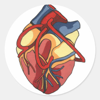 Anatomical Heart Round Sticker