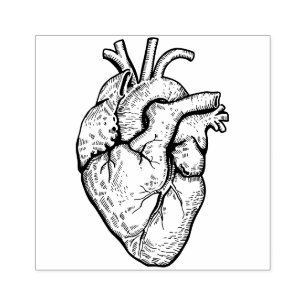 Anatomical Heart Rubber Stamp