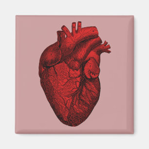 Anatomical Human Heart Magnet