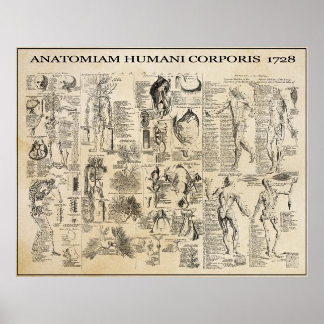 ANATOMICAL MAN  1728 POSTER (Front)