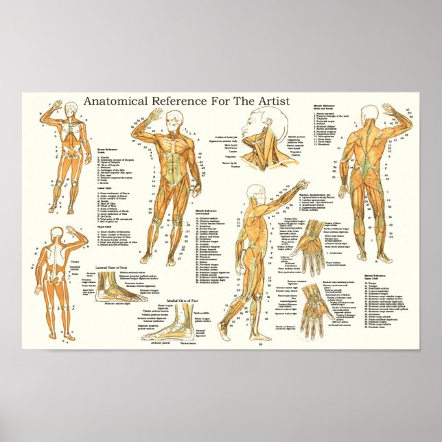 Anatomical Reference for Artists Muscles Poster (Front)