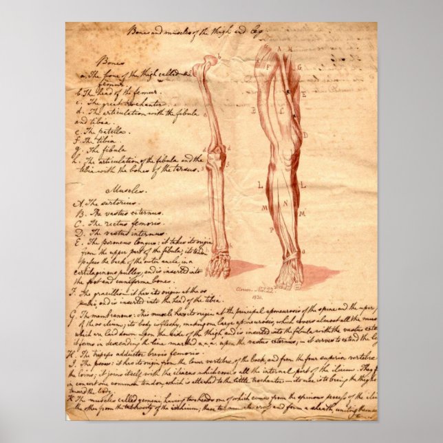 Anatomical Sketch Poster (Front)