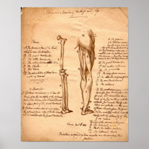 Anatomical Sketch Poster