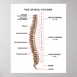 Anatomical Spinal Column Chart Chiropractic Office