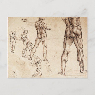Anatomical  Studies Postcard