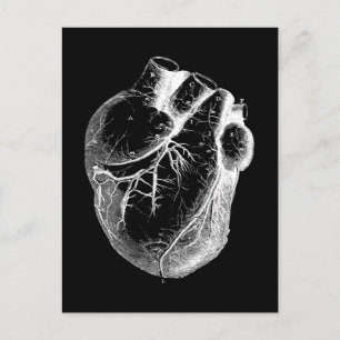 Anatomically Correct Heart Postcard