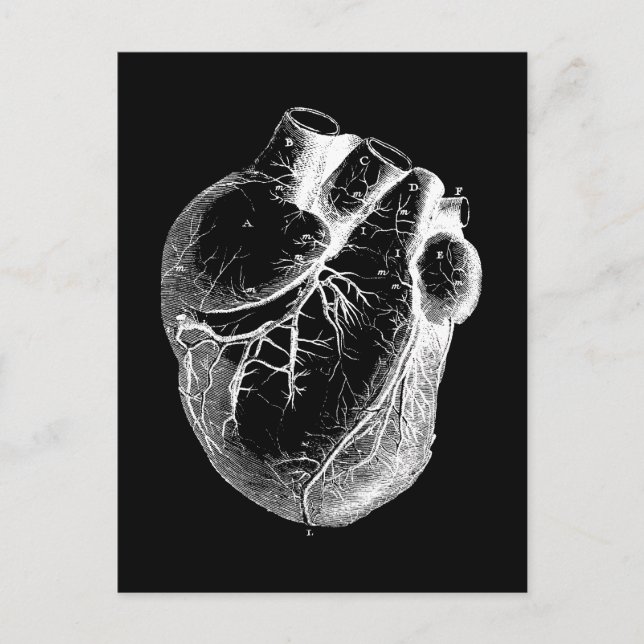 Anatomically Correct Heart Postcard (Front)
